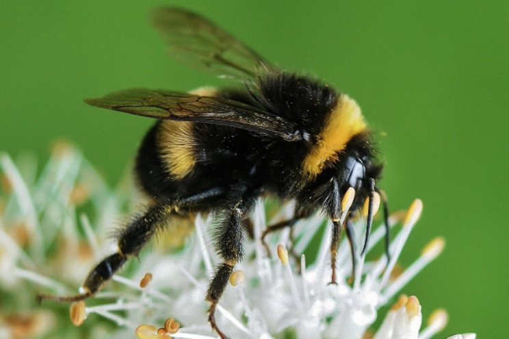 Kapitaalverhoging Biobest hefboom verdere groei