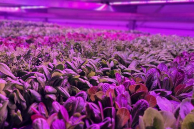 'Onze vertical farms zijn rendabel'