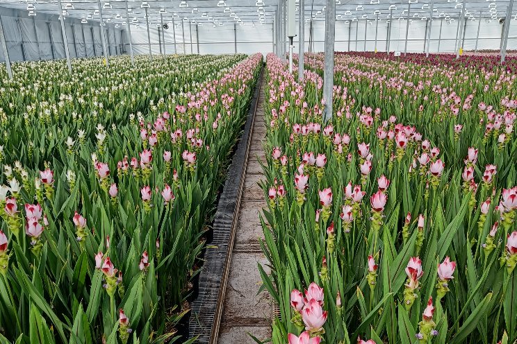 Seizoen snij-curcuma officeel van start gegaan Seizoen snij-curcuma officeel van start gegaan