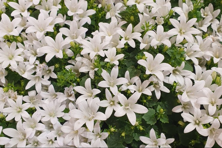 Addenda introduceert nieuwe witte Campanula Addenda introduceert nieuwe witte Campanula