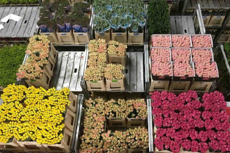 Bescheiden exportgroei bloemen en planten