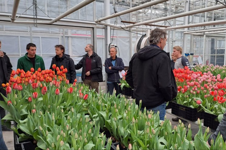 Bloembollentelers krijgen update over tulpengalmijt