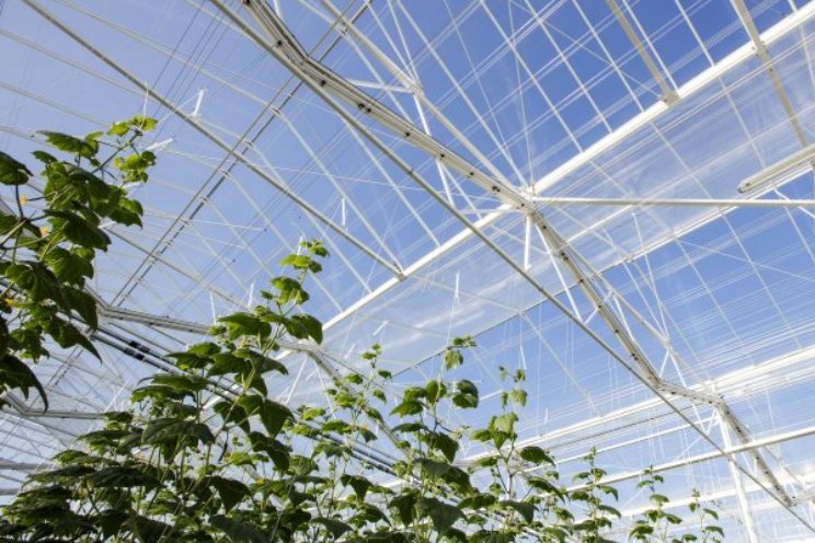 Sierteeltproductie lager, groenteproductie hoger Sierteeltproductie lager, groenteproductie hoger