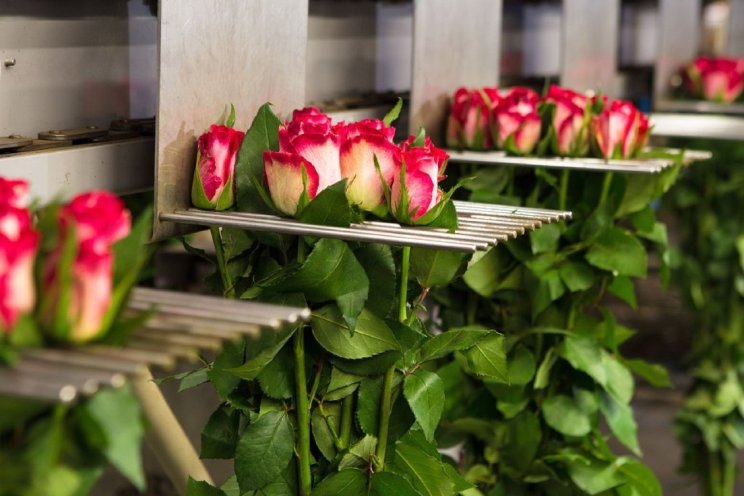 RFH stopt met Flower Handling Services RFH stopt met Flower Handling Services