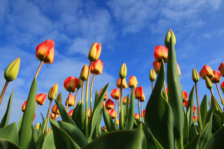 Tulpensector zoekt oplossingen tegen galmijt