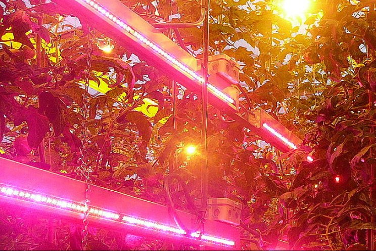 Buffer van planten ingezet om energie te besparen Buffer van planten ingezet om energie te besparen