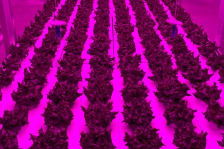De beste teeltstrategie in een vertical farm? De beste teeltstrategie in een vertical farm?