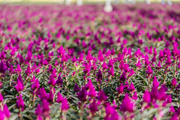 House & Garden toont nieuwe branding House & Garden toont nieuwe branding