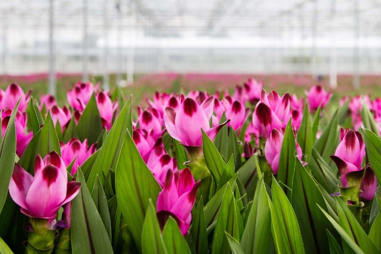 Discover plant excellence Discover plant excellence