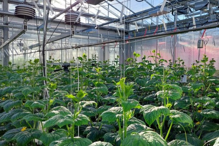 Rendabele teelt blijkt mogelijk met AI Rendabele teelt blijkt mogelijk met AI