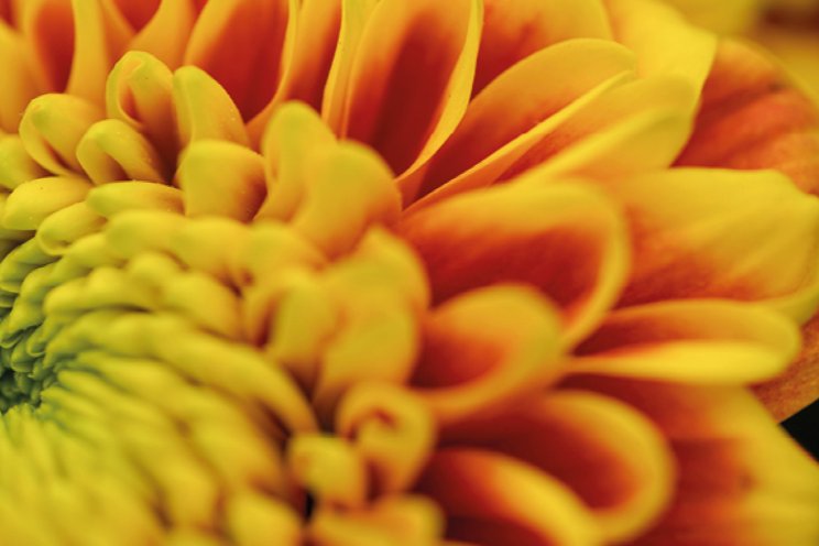 Scherpere importeisen chrysant voor Israël Scherpere importeisen chrysant voor Israël