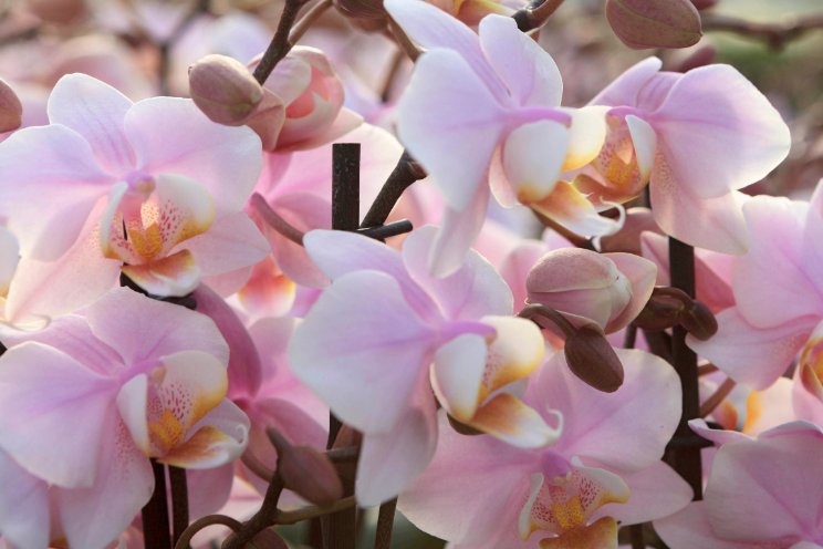 Orchid Inspiration Days verwelkomt nieuwkomer Orchid Inspiration Days verwelkomt nieuwkomer