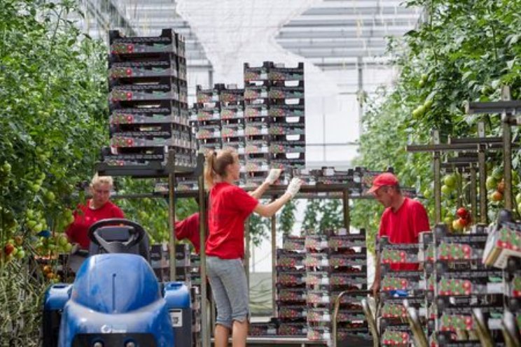 Blog: verzuimpreventie bij Kwekerij Litjens Blog: verzuimpreventie bij Kwekerij Litjens