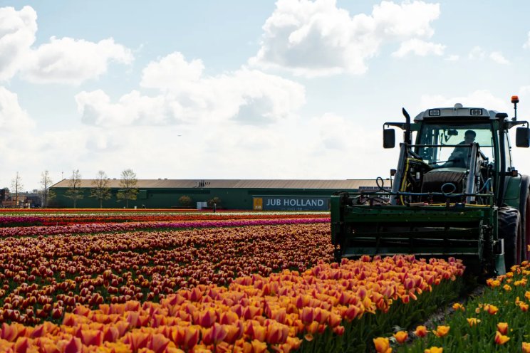 Route naar chemie-arme teelt van tulp en narcis Route naar chemie-arme teelt van tulp en narcis