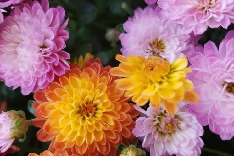 Eerste bloemen Aalsmeer gaan over op orderpicken