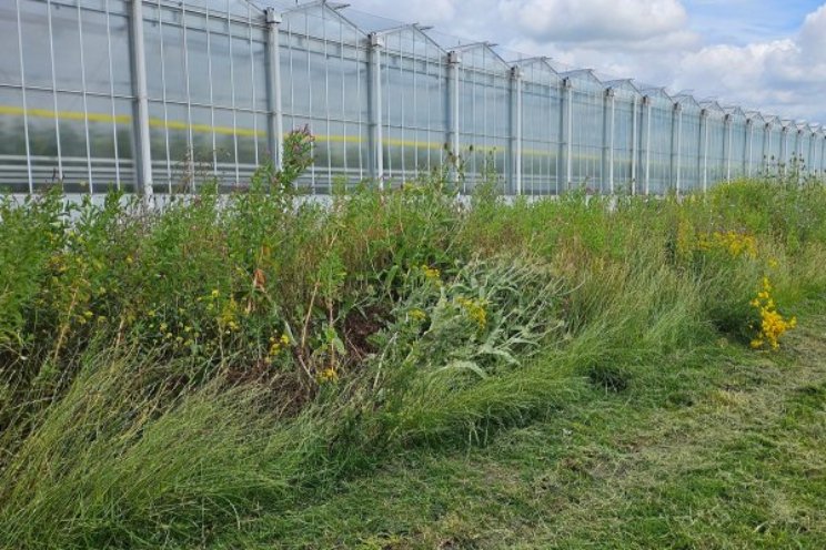 20 bedrijven testen biodiversiteitsstroken 20 bedrijven testen biodiversiteitsstroken