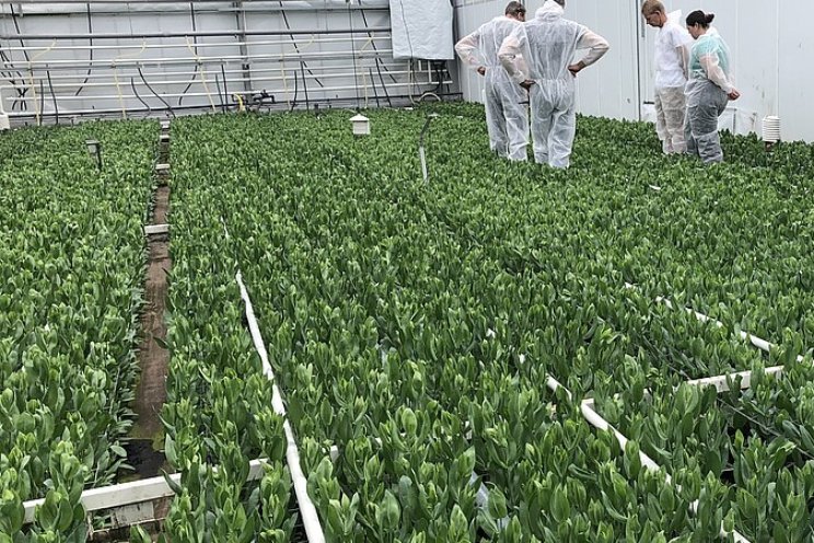 Lisianthusteelt stap voor stap duurzamer Lisianthusteelt stap voor stap duurzamer