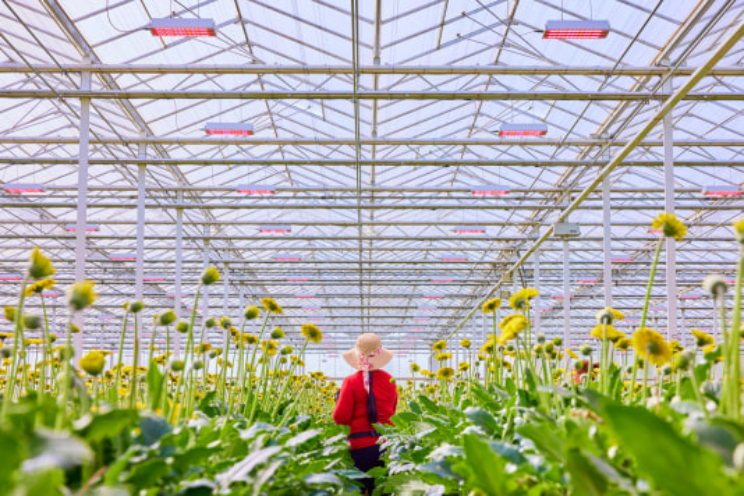 40% energiebesparing en hoger bloemgewicht