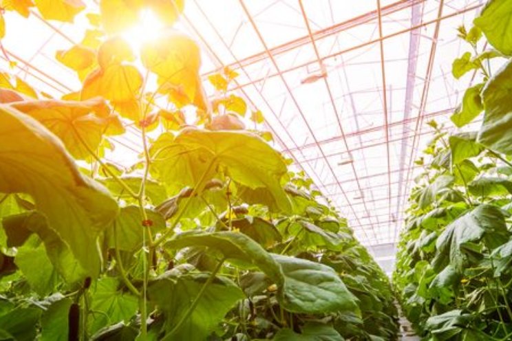 Afbreken overleg zonder directe gevolgen tuinbouw Afbreken overleg zonder directe gevolgen tuinbouw