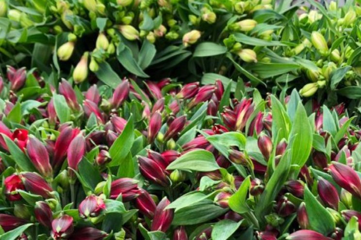 Geen invloed spectrum in proeven Alstroemeria Geen invloed spectrum in proeven Alstroemeria