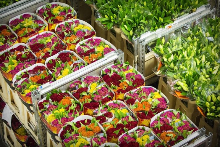 Bloemen- en plantenexport gekrompen met 4%