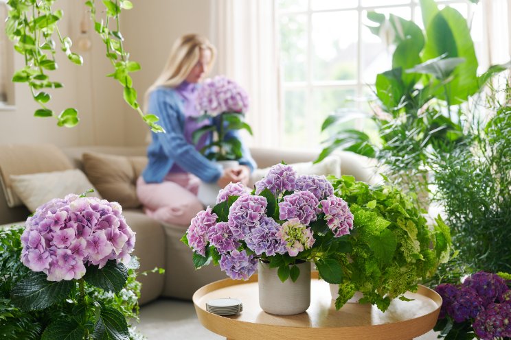 Campagne over positieve effecten hortensia Campagne over positieve effecten hortensia