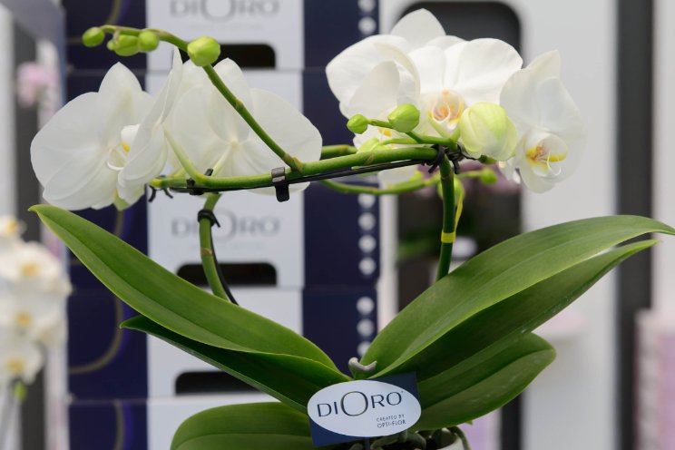 'Gouden toevoeging' aan assortiment Opti-flor 'Gouden toevoeging' aan assortiment Opti-flor