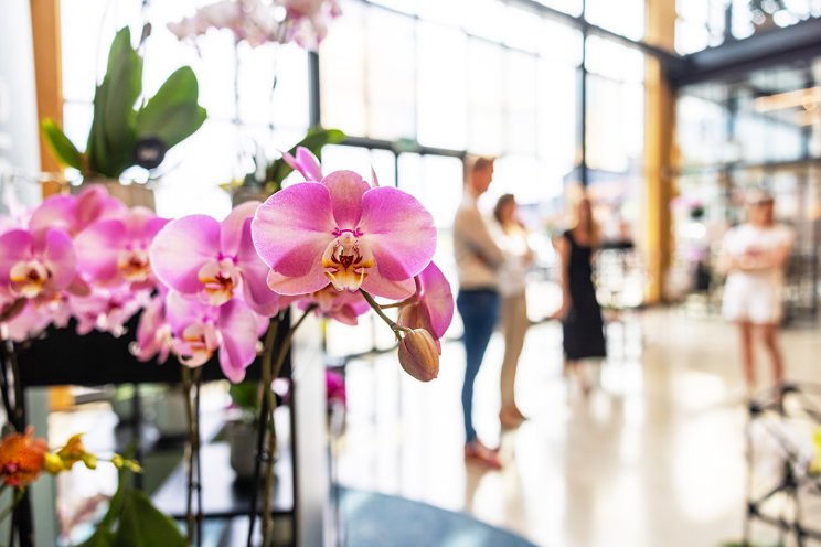 Ontvang een verrassing op de Orchid Inspiration Days Ontvang een verrassing op de Orchid Inspiration Days