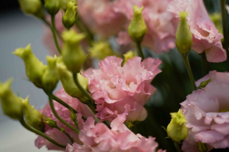 Lisianthus Alissa Hanoi Pink gepresenteerd