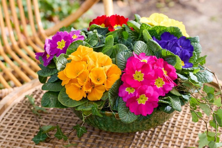 Primula Dante gelanceerd Primula Dante gelanceerd