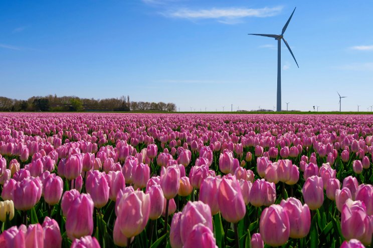 Oppervlakte bloembollen in tien jaar gestegen