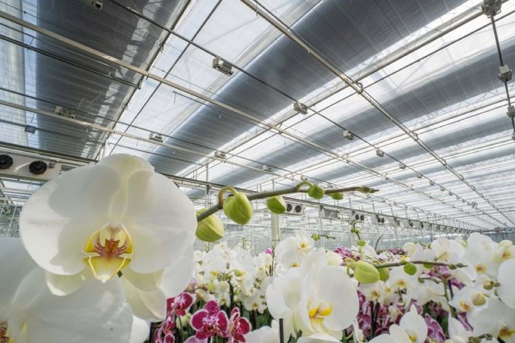 Gloednieuwe schermen voor Satter Orchids Gloednieuwe schermen voor Satter Orchids