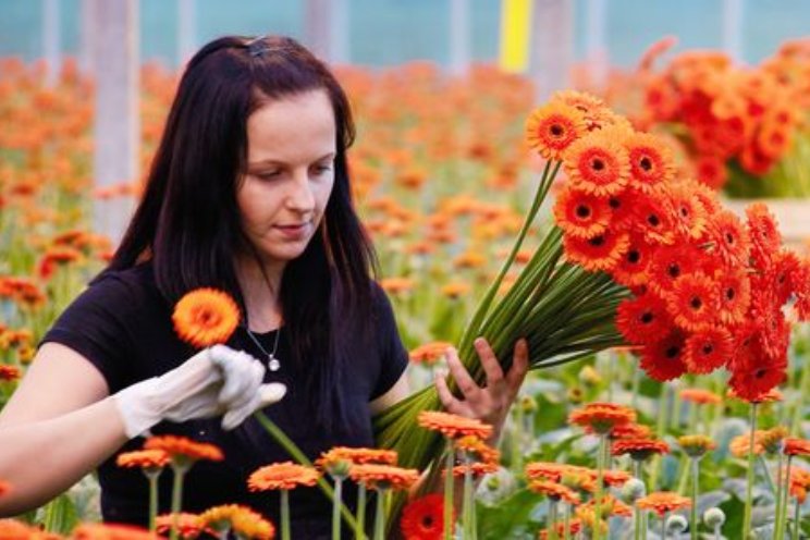Aantal bloementelers in Nederland neemt af