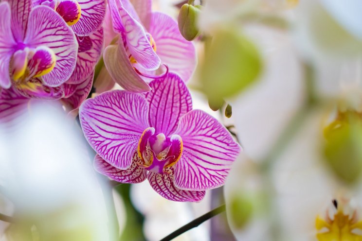 Verrood zorgt voor kortere teelt phalaenopsis