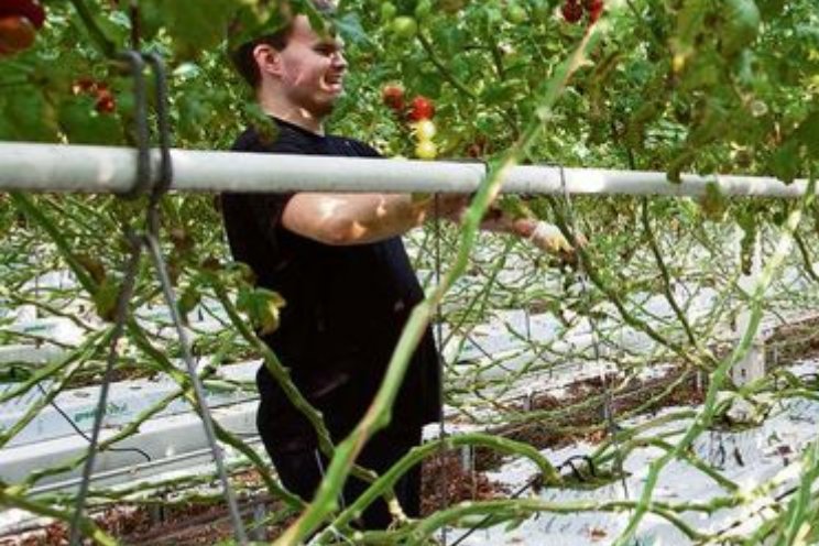 Werk-app internationale medewerkers Werk-app internationale medewerkers