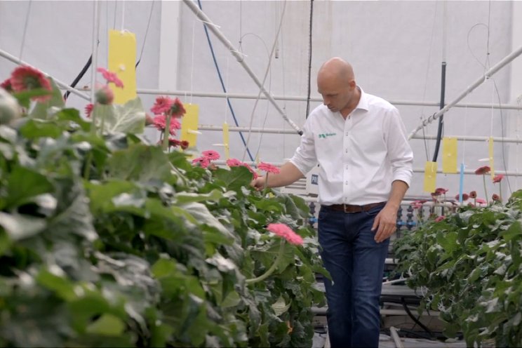 Wittevlieg bestrijden in de teelt van gerbera Wittevlieg bestrijden in de teelt van gerbera