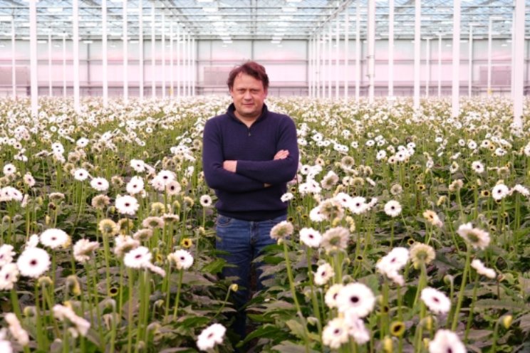 Sterkere wortels en betere waterkwaliteit in gerbera Sterkere wortels en betere waterkwaliteit in gerbera