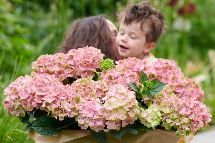 Start van seizoen en promotie tuinhortensia