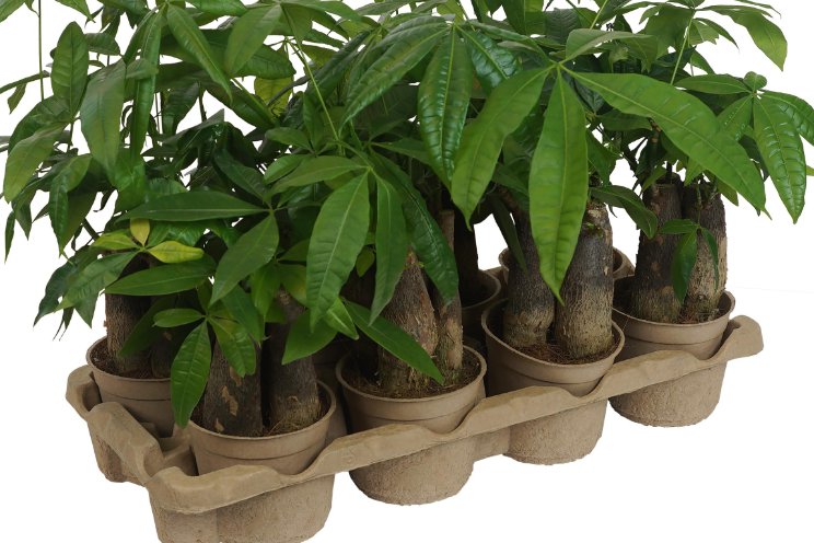 Nieuwe generatie ecoExpert transporttrays
