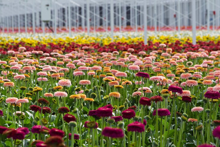 Effectieve rupsbestrijding in gerbera’s met DiPel DF Effectieve rupsbestrijding in gerbera’s met DiPel DF