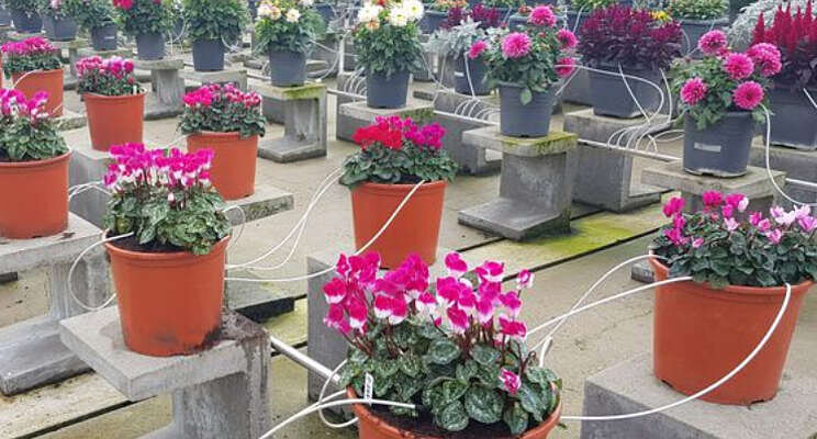 Benchmark Cyclamen in volle gang