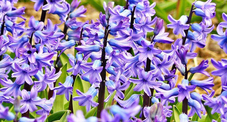 Toekomst hyacint veelkleurig