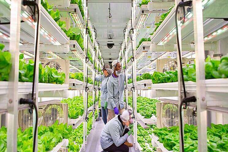 Inholland en HAS zetten vertical farming centraal