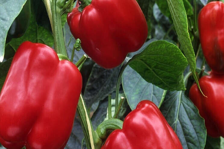 Gebruikspieken voorkomen in de teelt van paprika