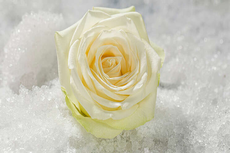 Nieuwe witte roos: Snowstorm+