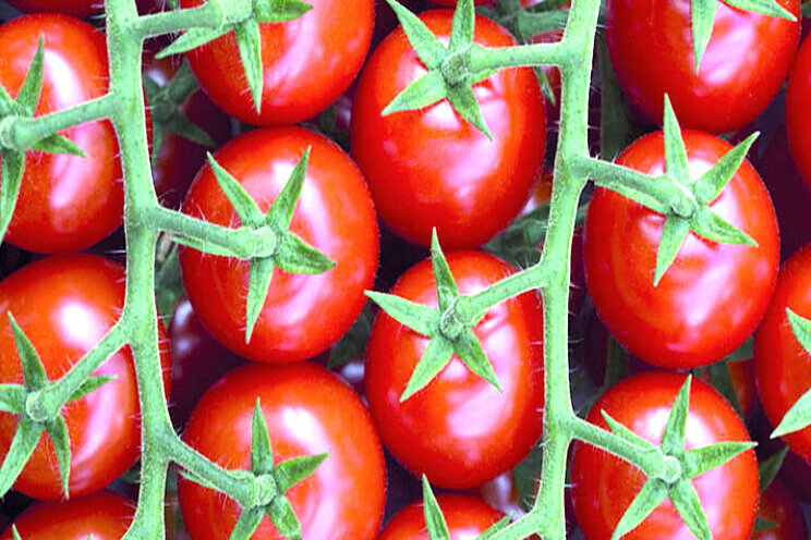 Jos Looije neemt Spaanse tomatenproducent over